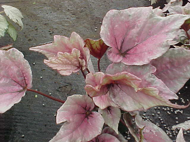 B. ‘Deco Dawn’